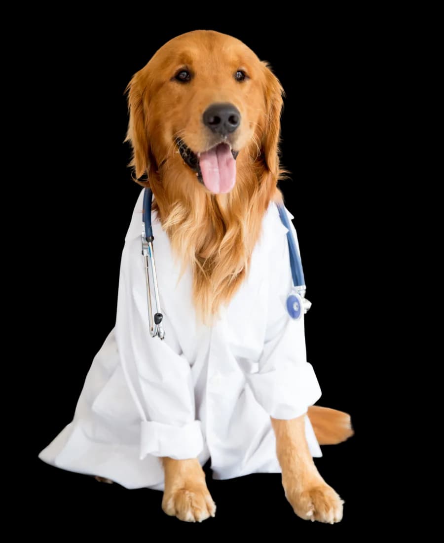 Dog in a vet coat representing care at Daley Road Animal Care