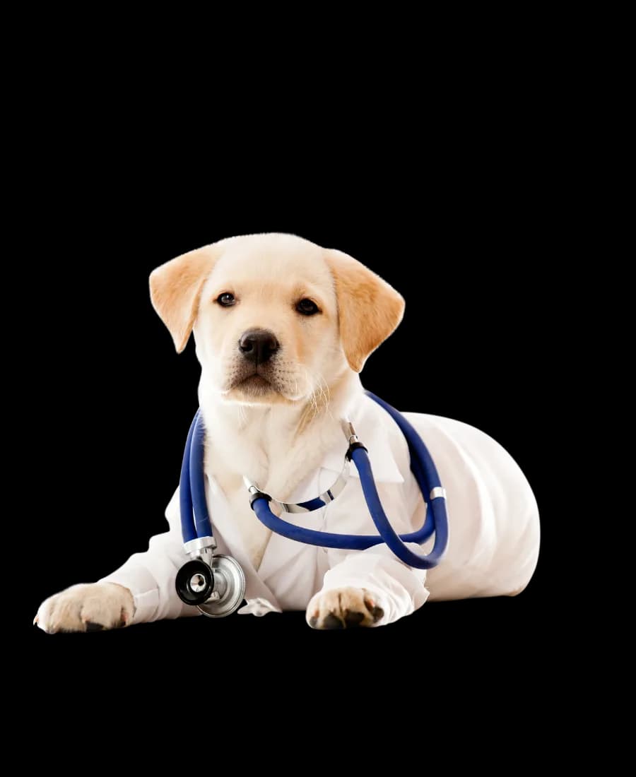 Puppy in a vet coat at Daley Road Animal Care in Lapeer, MI